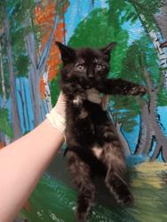 Shelter Stray Female Cat last seen Bexar County, New Braunfels, TX 78130