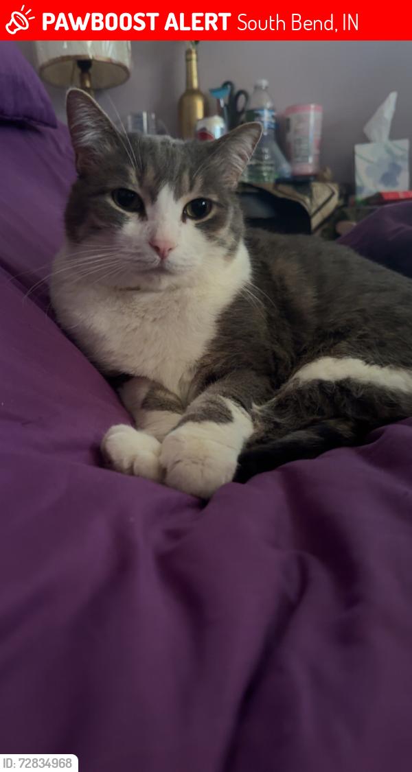 Lost Male Cat last seen Addison/Chippewa , South Bend, IN 46614
