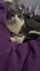 Lost Male Cat last seen Addison/Chippewa , South Bend, IN 46614