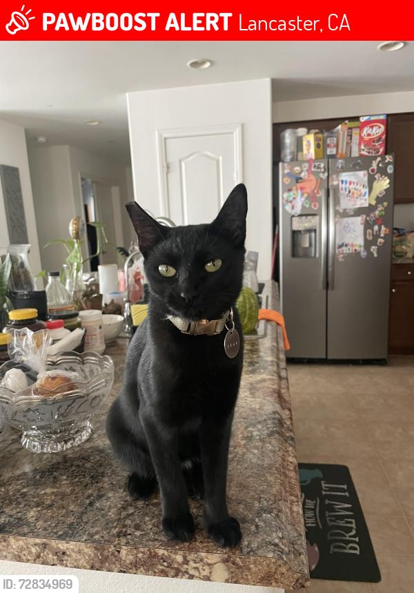 Lost Female Cat last seen 25th St E Ave K, Lancaster, CA 93535