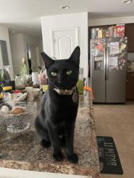 Lost Female Cat last seen 25th St E Ave K, Lancaster, CA 93535