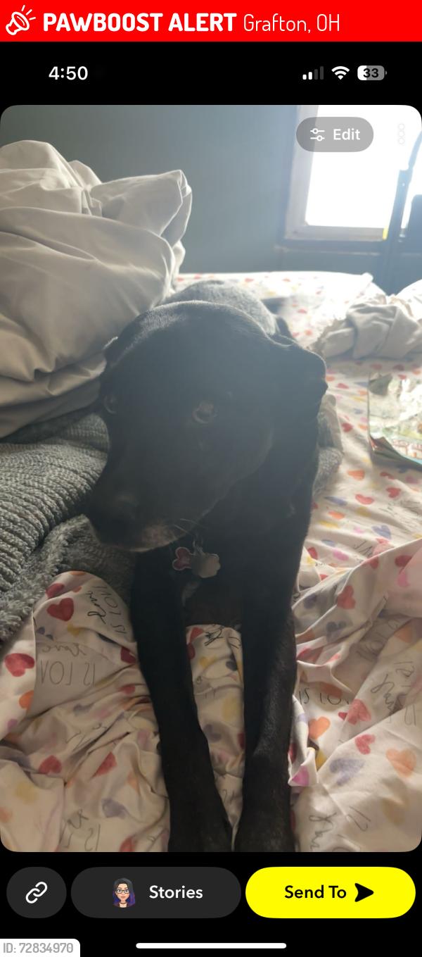 Lost Female Dog last seen Cooley rd, Royalton rd, circle k , Grafton, OH 44044