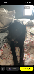 Lost Female Dog last seen Cooley rd, Royalton rd, circle k , Grafton, OH 44044
