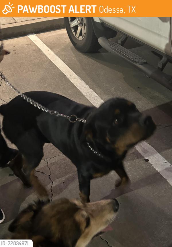 Found/Stray Unknown Dog last seen SignatureCare Emergency Center, Odessa, TX 79762