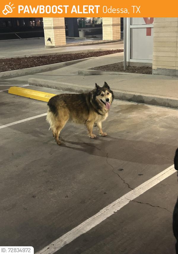 Found/Stray Unknown Dog last seen SignatureCare Emergency Center, Odessa, TX 79762