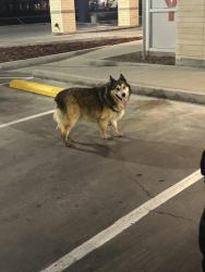 Found/Stray Unknown Dog last seen SignatureCare Emergency Center, Odessa, TX 79762