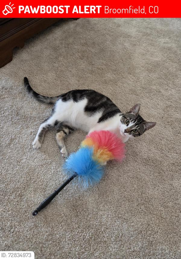 Lost Female Cat last seen Midway and Lowell, Broomfield, CO 80020