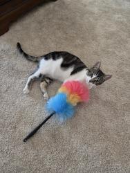 Lost Female Cat last seen Midway and Lowell, Broomfield, CO 80020