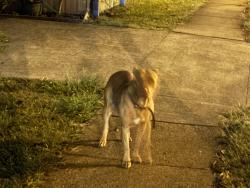 Found/Stray Female Dog last seen Kentish street , Mount Gravatt East, QLD 4122