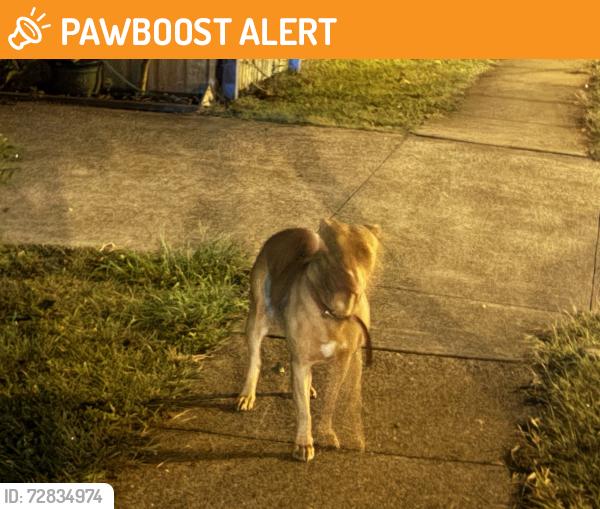 Found/Stray Female Dog last seen Kentish street , Mount Gravatt East, QLD 4122