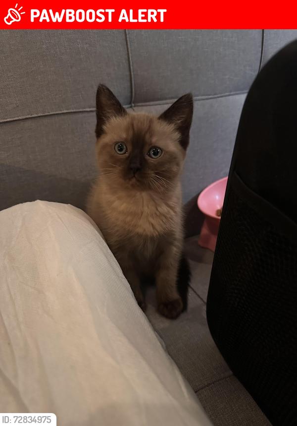 Lost Female Cat last seen Sainsbury’s Willsden Green, Greater London, England NW2