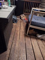 Found/Stray Male Dog last seen 63rd Street , Pinellas County, FL 33760