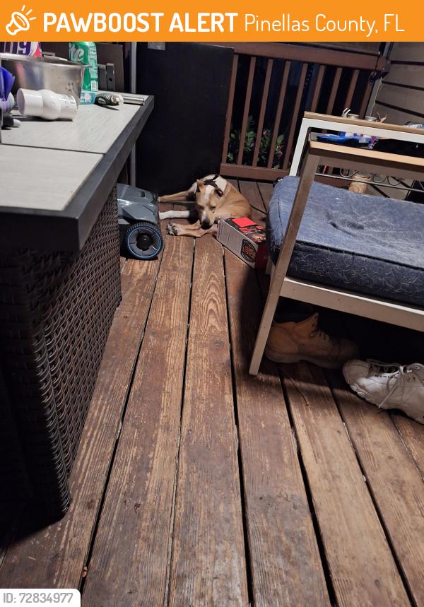 Found/Stray Male Dog last seen 63rd Street , Pinellas County, FL 33760