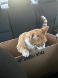Found/Stray Unknown Cat last seen Vero Street & Old Ocean View Avenue, Norfolk, VA 23518