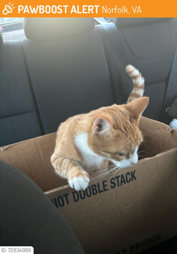 Found/Stray Unknown Cat last seen Vero Street & Old Ocean View Avenue, Norfolk, VA 23518