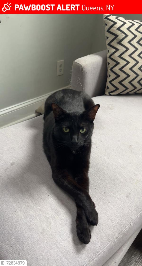 Lost Male Cat last seen I have no idea but somewhere near , Queens, NY 11385
