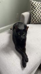 Lost Male Cat last seen I have no idea but somewhere near , Queens, NY 11385