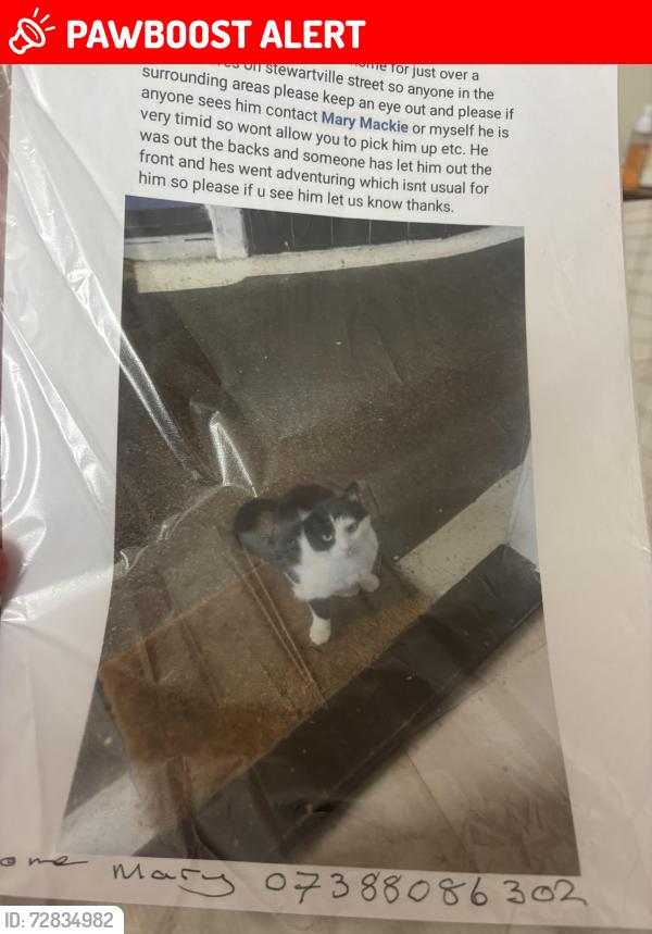 Lost Male Cat last seen ., Glasgow City, Scotland G11 5PJ