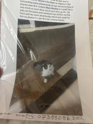 Lost Male Cat last seen ., Glasgow City, Scotland G11 5PJ