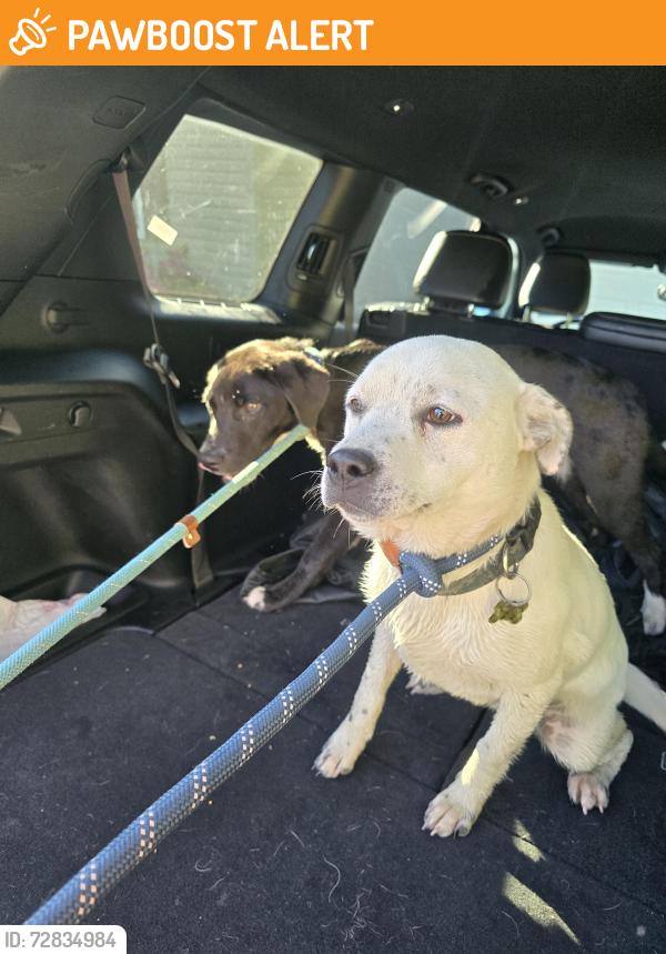 Found/Stray Male Dog last seen Open range road, Cumberland County, TN 38555