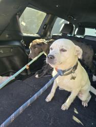 Found/Stray Male Dog last seen Open range road, Cumberland County, TN 38555