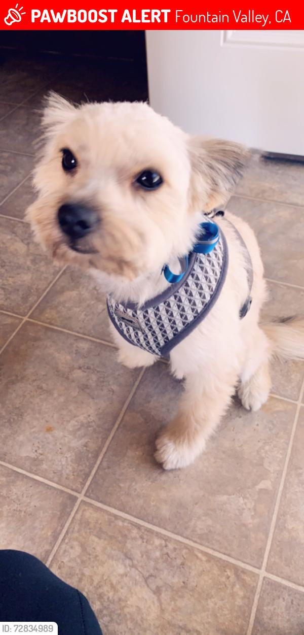 Lost Female Dog last seen Flower , Fountain Valley, CA 92708