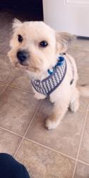 Lost Female Dog last seen Flower , Fountain Valley, CA 92708