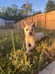 Lost Female Dog last seen Augusta Street near Central Bark, West Columbia, SC 29169