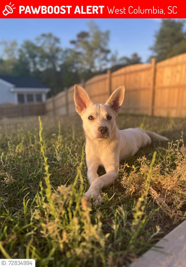 Lost Female Dog last seen Augusta Street near Central Bark, West Columbia, SC 29169