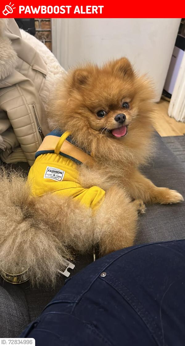 Lost Male Dog last seen Start st, w21qb, Tyburnia, England W2 1QB