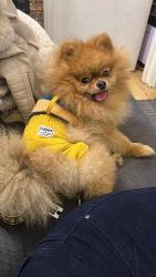 Lost Male Dog last seen Start st, w21qb, Tyburnia, England W2 1QB