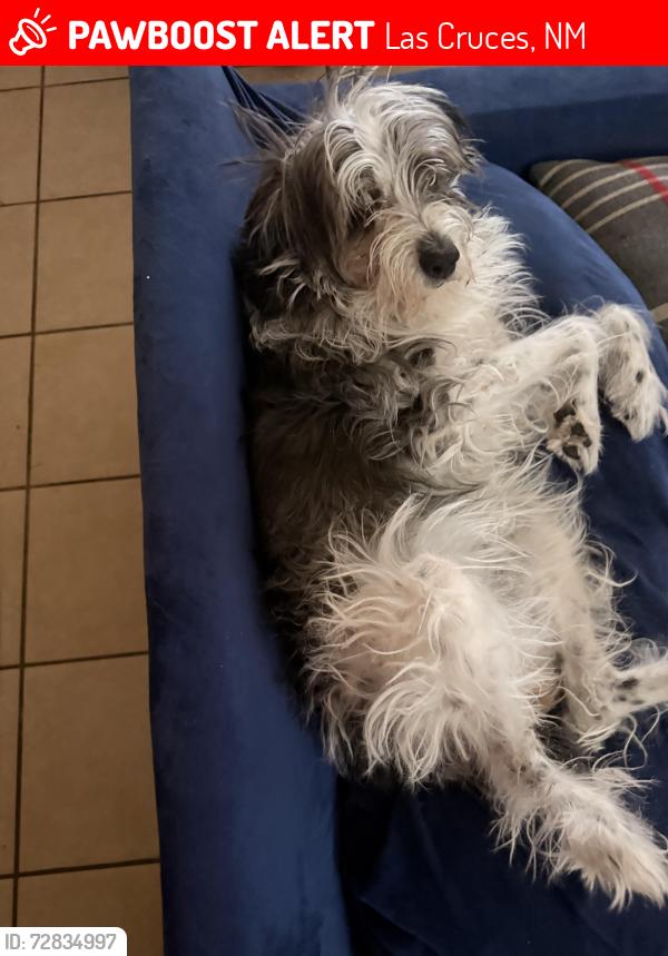 Lost Female Dog last seen Around imperial drive next to closed off dirt road, Las Cruces, NM 88012