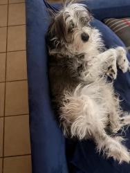Lost Female Dog last seen Around imperial drive next to closed off dirt road, Las Cruces, NM 88012