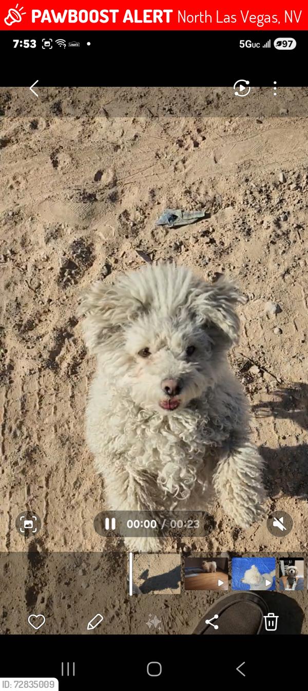 Lost Female Dog last seen Allen and cheyenne , North Las Vegas, NV 89032