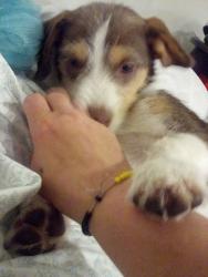 Lost Female Dog last seen Marsh jr hihhu, Chico, CA 95928