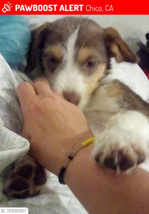 Lost Female Dog last seen Marsh jr hihhu, Chico, CA 95928