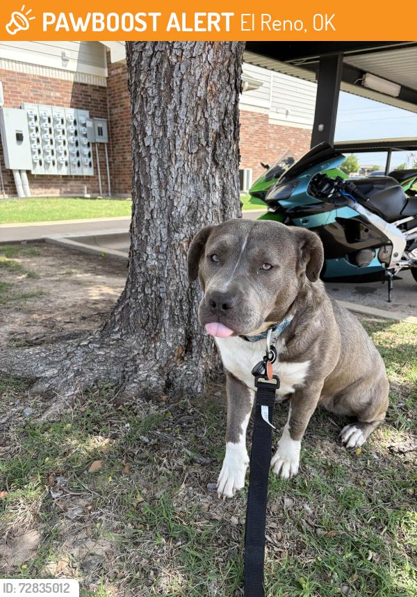 Found/Stray Female Dog last seen Fort Reno, El Reno, OK 73036