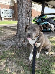 Found/Stray Female Dog last seen Fort Reno, El Reno, OK 73036