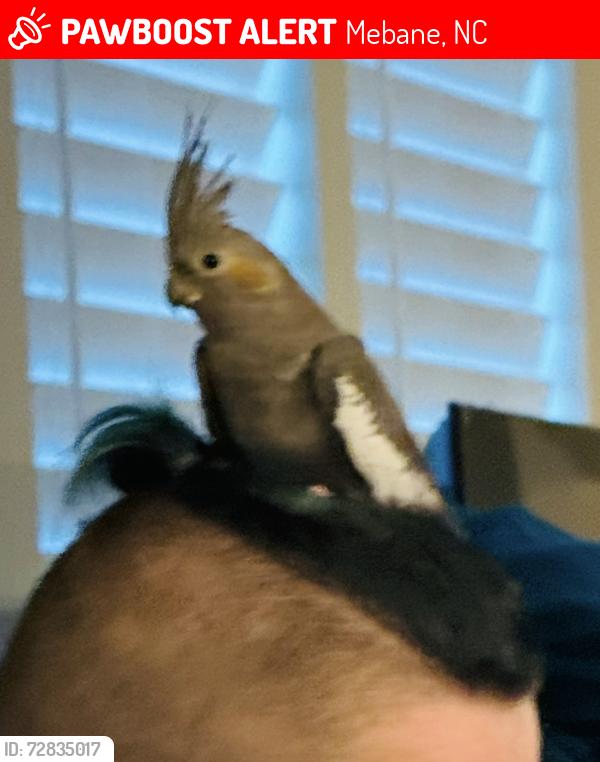 Lost Unknown Bird last seen Near Augusta dr, Mebane, NC 27302