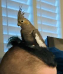 Lost Unknown Bird last seen Near Augusta dr, Mebane, NC 27302