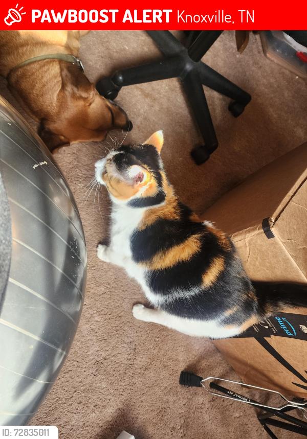 Lost Female Cat last seen Tierra Verde  , Knoxville, TN 37922