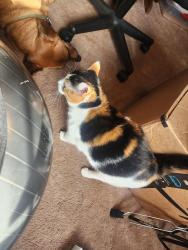 Lost Female Cat last seen Tierra Verde  , Knoxville, TN 37922