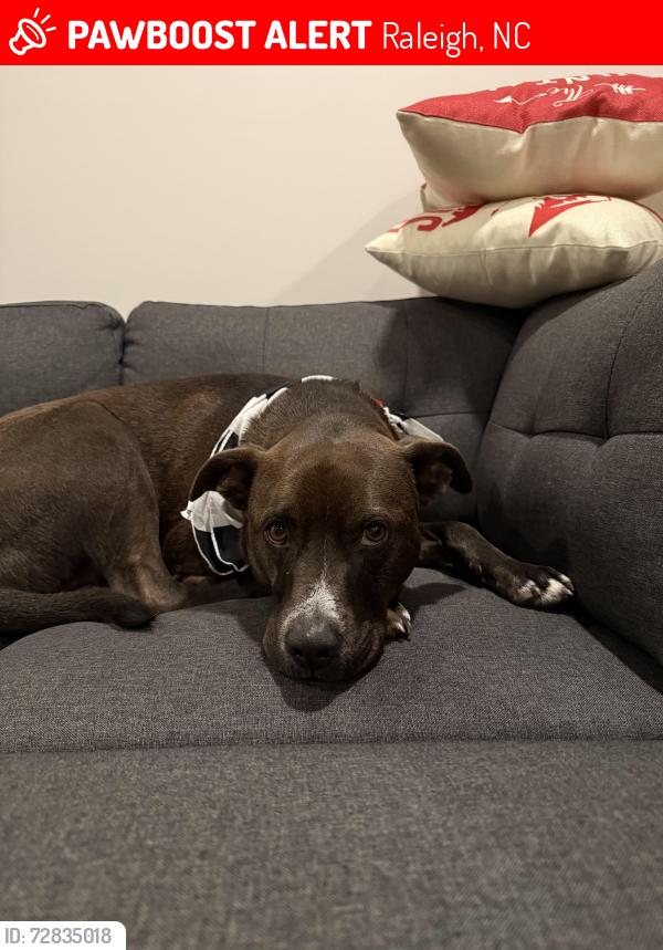 Lost Male Dog last seen Near W Morgan St, Raleigh, NC 27603