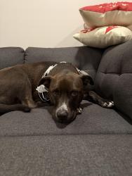 Lost Male Dog last seen Near W Morgan St, Raleigh, NC 27603