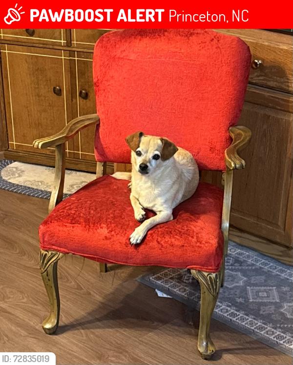 Lost Male Dog last seen Martin livestock off of 70, Princeton, NC 27569