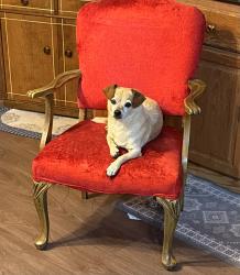 Lost Male Dog last seen Martin livestock off of 70, Princeton, NC 27569