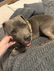 Found/Stray Male Dog last seen Mesquite hills , El Paso, TX 79934