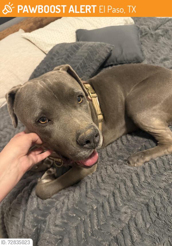 Found/Stray Male Dog last seen Mesquite hills , El Paso, TX 79934
