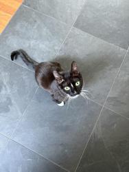 Lost Female Cat last seen Union and Pleasant, Grand Rapids, MI 49503