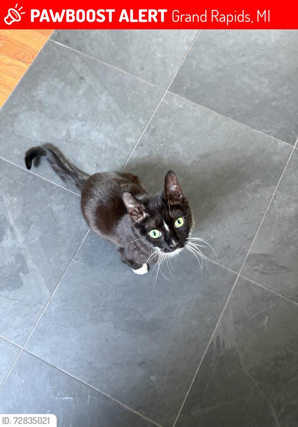 Lost Female Cat last seen Union and Pleasant, Grand Rapids, MI 49503